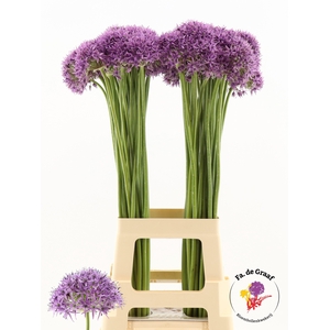 ALLIUM VIOLET BEAUTY