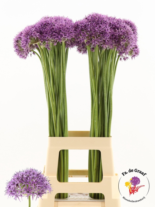 <h4>ALLIUM VIOLET BEAUTY</h4>