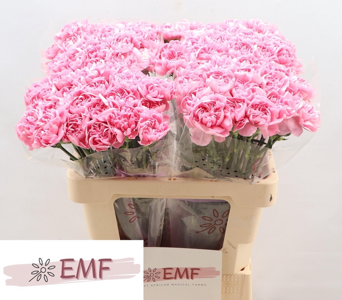 <h4>DI ST MONTEZUMA</h4>