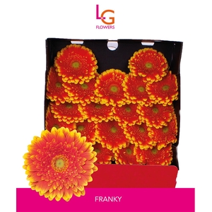 Ge Mi Franky - Fust 575