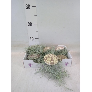 Tillandsia usneoides