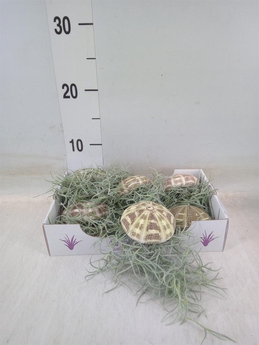 <h4>Tillandsia usneoides</h4>