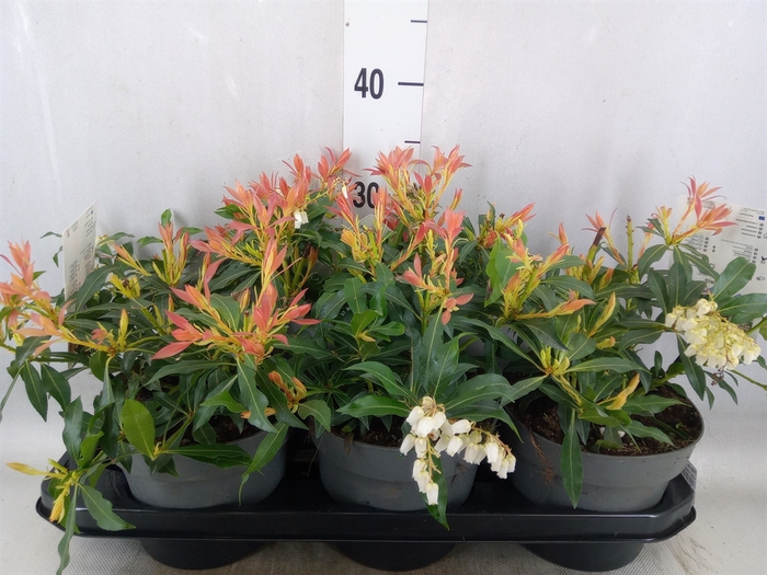 <h4>Pieris japonica 'Forest Flame'</h4>