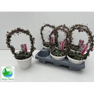 CEROPEGIA WOODII SUP