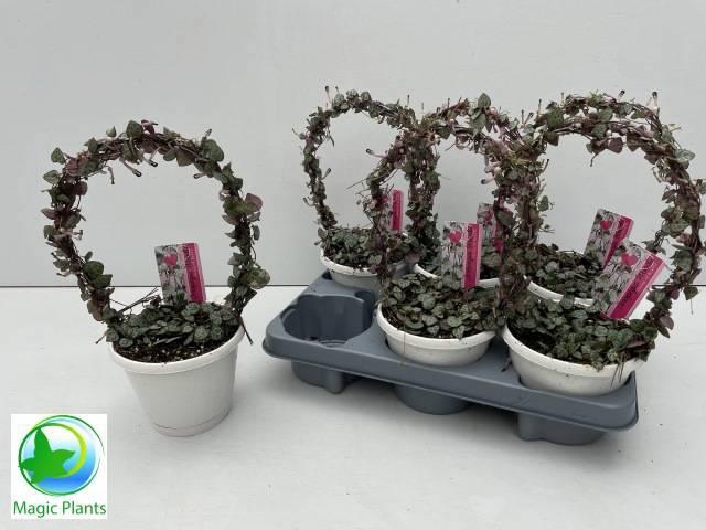 <h4>CEROPEGIA WOODII SUP</h4>