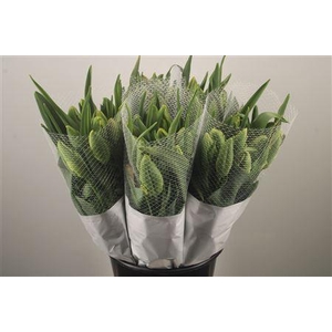 Tu Fr Parrot Avignon