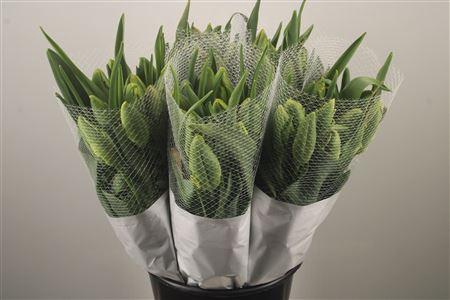 <h4>Tu Fr Parrot Avignon</h4>