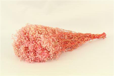 <h4>Pres Gypsophila Pink Bunch Slv</h4>