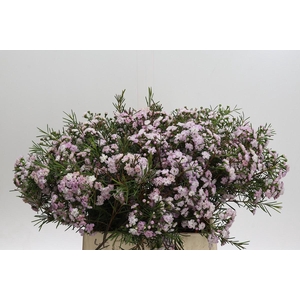 Chamelaucium Dancing Queen