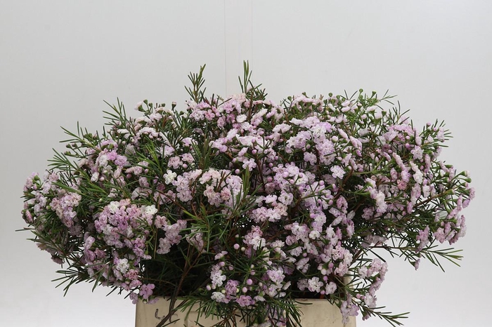 Chamelaucium Dancing Queen