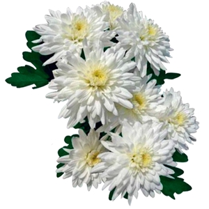 CRISANTEMO CALABRIA 080 CM