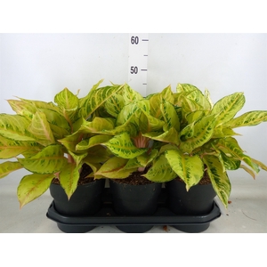 Aglaonema   ...