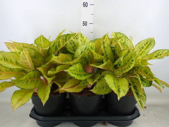 <h4>Aglaonema   ...</h4>