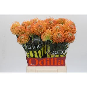 Nutans Ayoba Peach