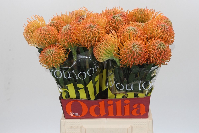 Nutans Ayoba Peach