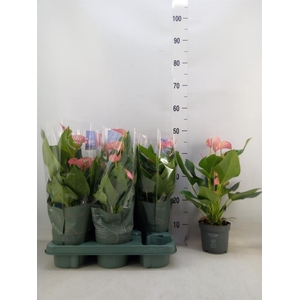 Anthurium andr. 'Joli'