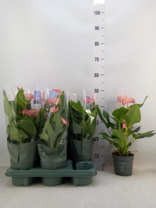 <h4>Anthurium andr. 'Joli'</h4>