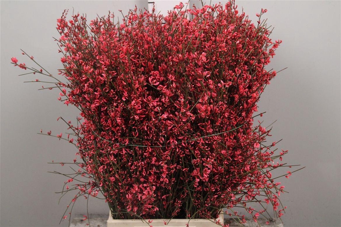 <h4>Genista Red (400gr)</h4>
