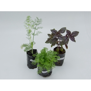 ERVAS AROMATICAS SAQ 10