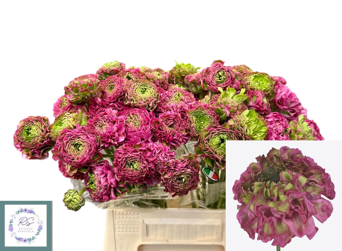 <h4>RAN PON PON ALADDIN</h4>