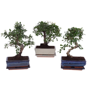 Bonsai Mixed in ø20cm Ceramic Ball/S-Shape with Saucer