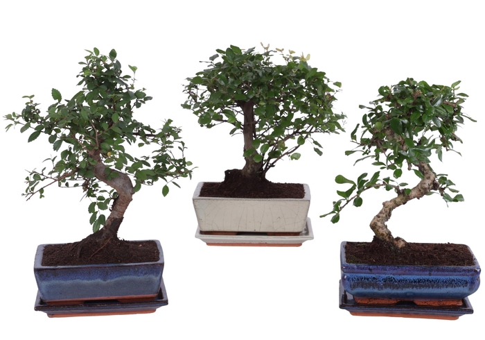 <h4>Bonsai Mixed in ø20cm Ceramic Ball/S-Shape with Saucer</h4>