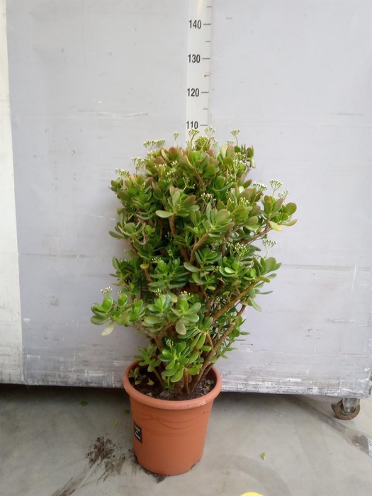 <h4>Crassula ovata</h4>