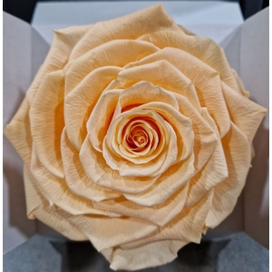 Ro Pres Xl Peach