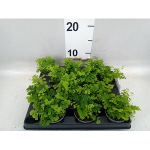 Adiantum   ...mix