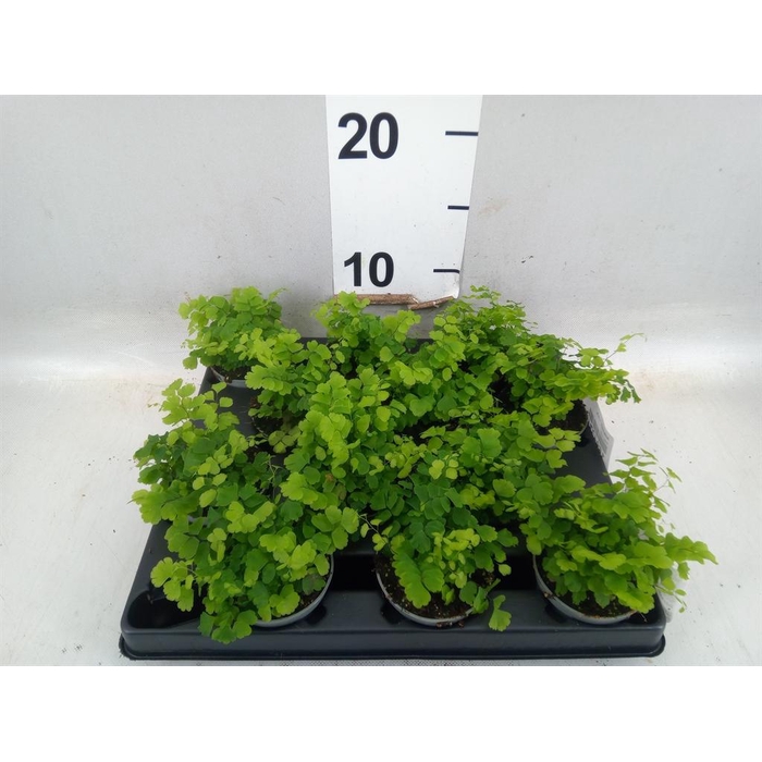 <h4>Adiantum   ...mix</h4>