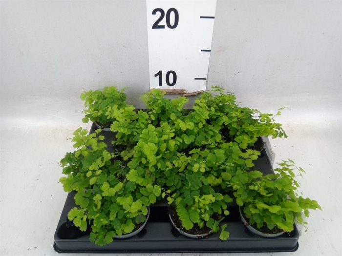 Adiantum   ...mix