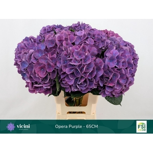HYDRANGEA  'ROYAL OPERA'