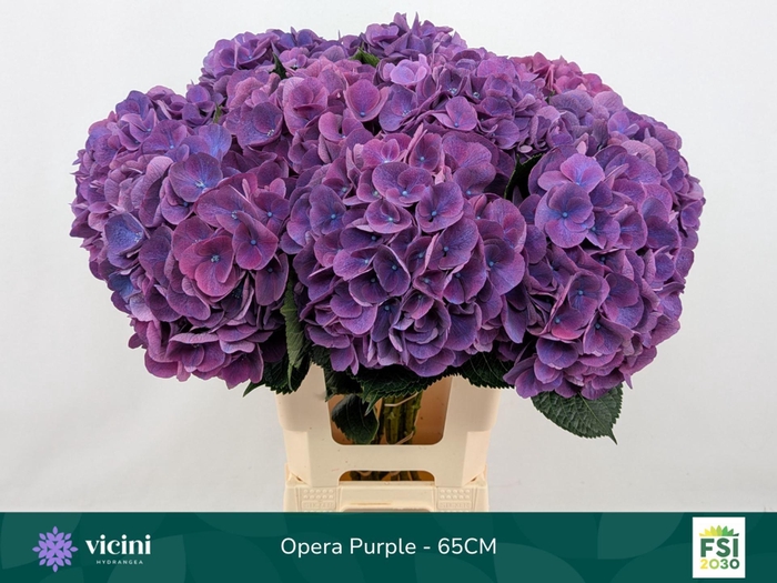 <h4>Hydrangea  'Royal Opera'</h4>