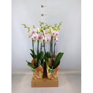 Phalaenopsis  'Bohemian Goya'