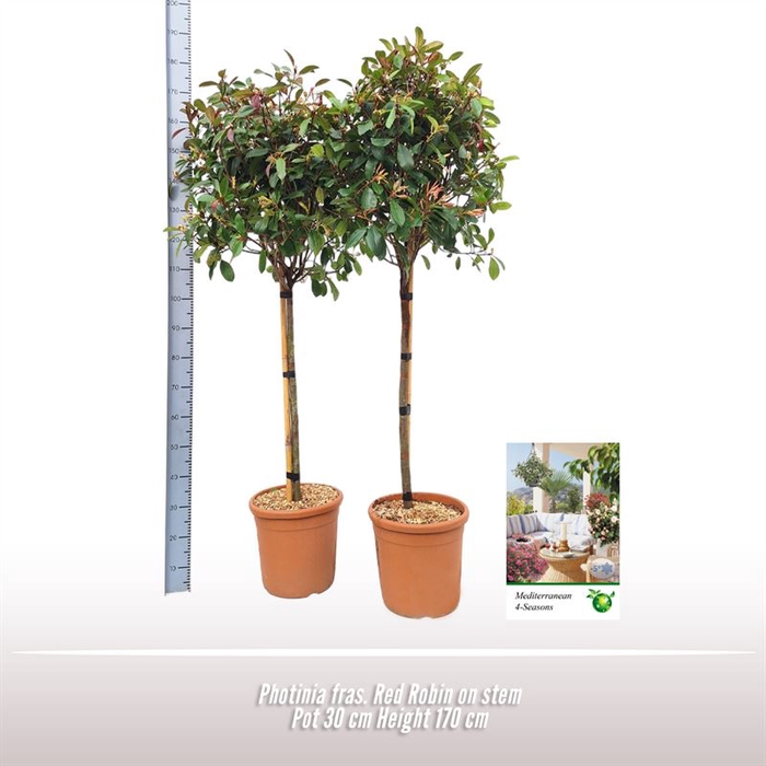 <h4>Photinia Fras. Red Robin op stam</h4>