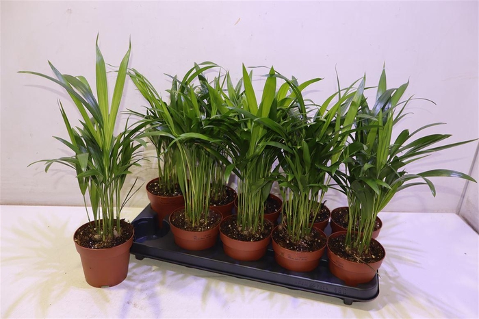 <h4>Dypsis Lutescens</h4>