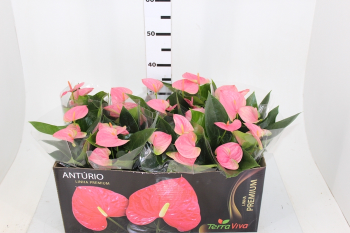 ANTHURIUM SWEET DREAM P12