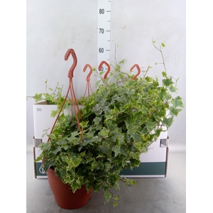 Hedera helix   ...mix varie white