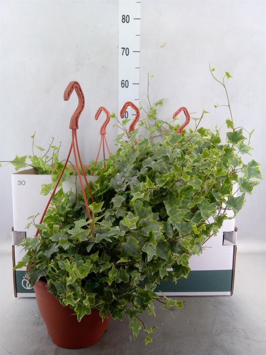 Hedera helix   ...mix varie white