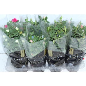 ROSEIRA MINI P13