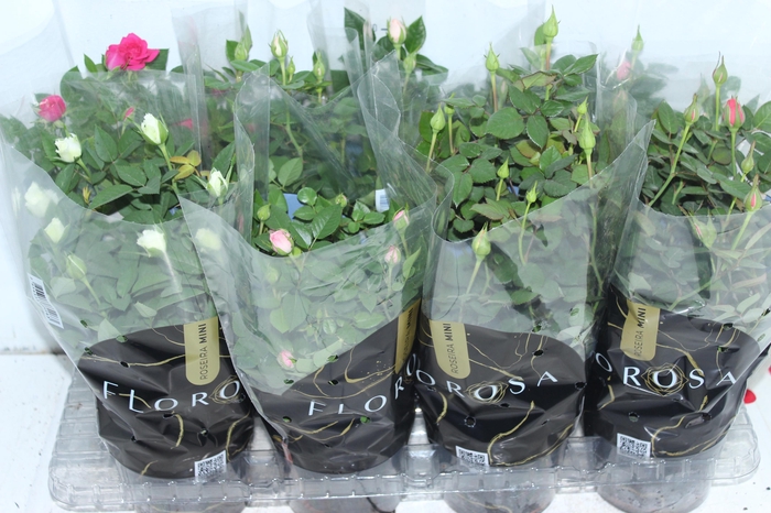<h4>ROSEIRA MINI P13</h4>