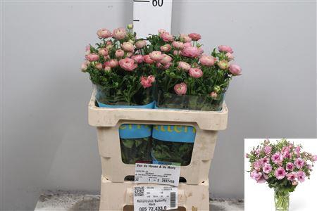 <h4>Ran Butterfly Hera</h4>