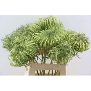Dille Zaaddoos Natural Medium 60cm P Stem