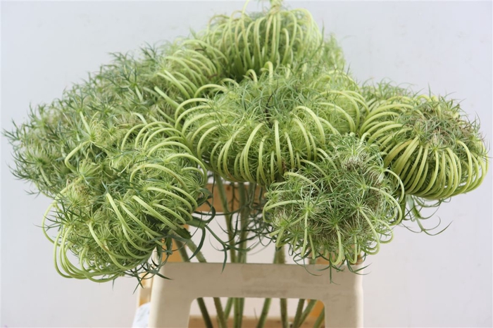 Dille Zaaddoos Natural Medium 60cm P Stem