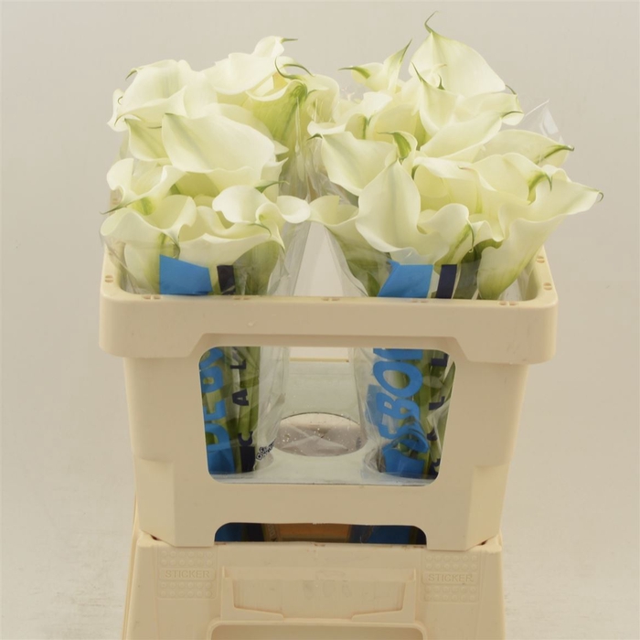 <h4>Calla Ventura</h4>