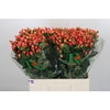 Hypericum Magical Royal Princess