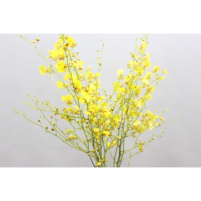 <h4>Dendro Oncidium</h4>