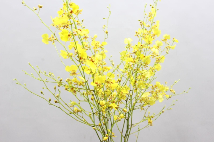 <h4>DENDRO ONCIDIUM</h4>