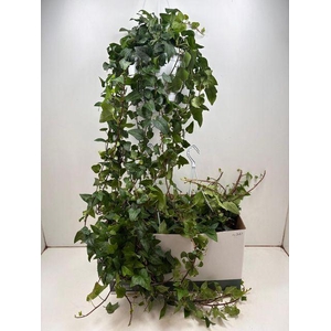 Hedera helix 'Mein Herz'