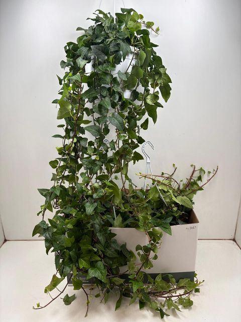 <h4>Hedera helix 'Mein Herz'</h4>